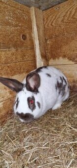 Český Strakač Samec