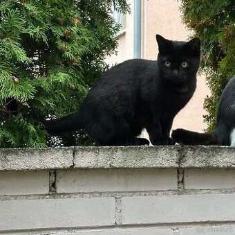 Vykastrovane mačičky