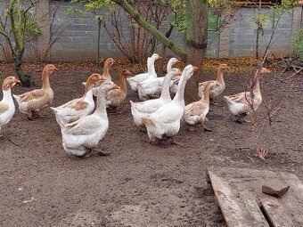 husi a kacice mlade farebne rozne