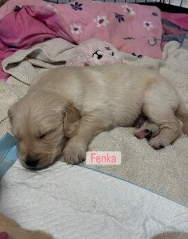 Šteniatka Zlatý Retriever