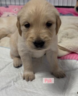 Šteniatka Zlatý Retriever