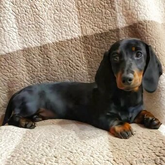 Jazvečík trpasličí s PP