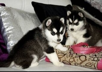 Šteniatka sibírskeho huskyho na adopciu