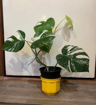 Monstera Albo Veriegata