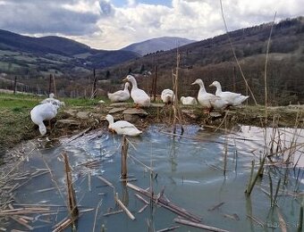 Pekingské kačice, káčeri, 1 moriak a 1 morka