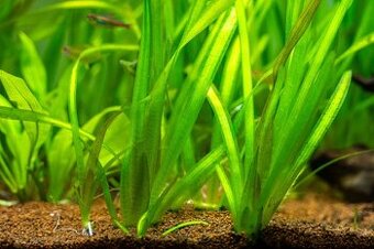 Akvarijne rastinky(Valisneria, mach)