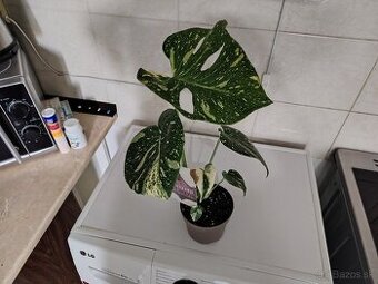 Monstera THAI