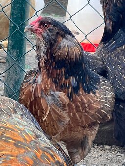 Araucana