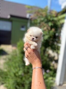 Pomeranian