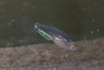 Betta Mláďatá
