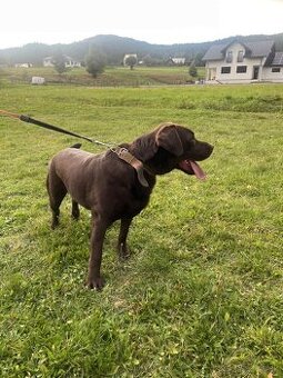 Labradorský Retriver