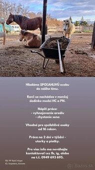 Starostlivosť o kone / stajník