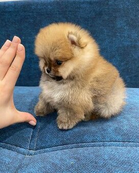 Pomeranian