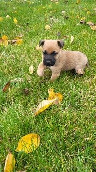 Na predaj šteniatko