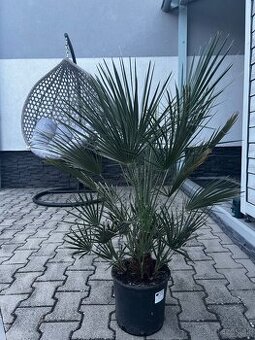Palma chamaerops humilis