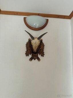 Predám jelenie parožie