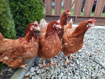 Sliepky Lohmann Brown