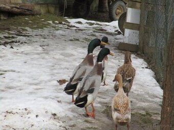 Predam kačky Indicky Bežec