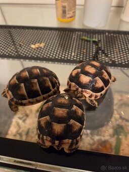 Suchozemska korytnačka