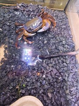 Krab Cardisoma armatum/ Krab dúhový