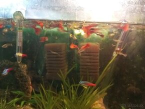 Predám gubky 20 ks malé