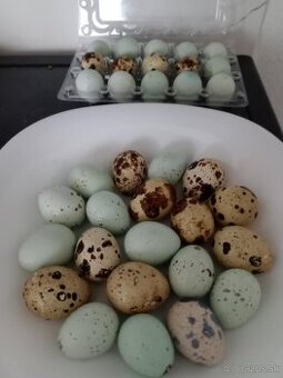 Prepeličie vajíčka