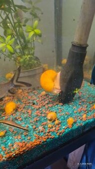 Slimáky Ampulária žltá - Ampullaria australis