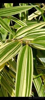 1-2,50 metrové sadenice. Bambus s panašovanými listami.