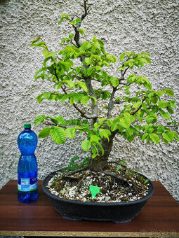 bonsai 14