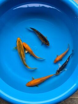 Koi kapre