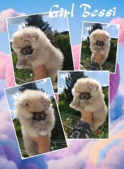 Trpasličí Špic Pomeranian