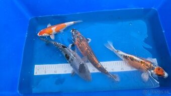 Koi kapre