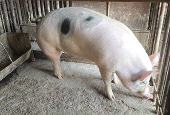 Jatočna ošipana