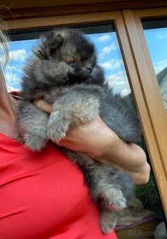 Pomeranian - mini velikost- PP/FCI - 1