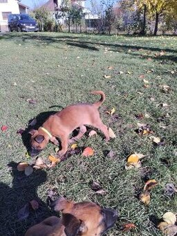 Belgický ovčiak Malinois