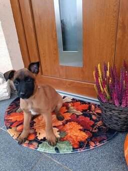 Belgický ovčiak Malinois