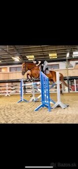 Predám kobylku