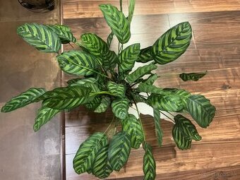 Umelá rastlina calathea green