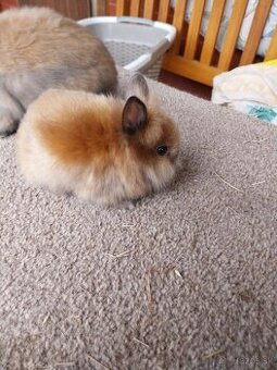 Predam zakrsle zdrobnele teddy zajaciky a minilopy