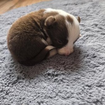 Border kólia šteniatka