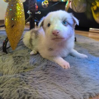 Border kólia šteniatka