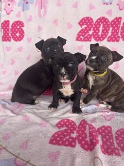 Americký stafordsirsky terier, Stafford, amstaf - 1