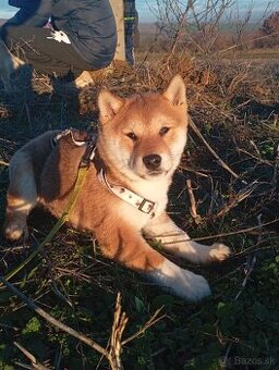Shiba Inú s PP Fci