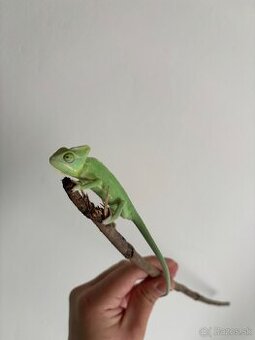 Chameleon jemensky