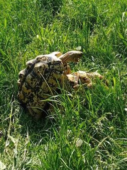 Korytnačka suchozemská - LEOPARDIA