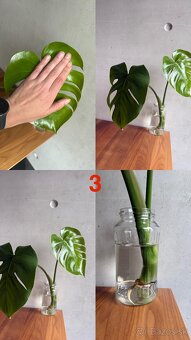 Monstera Deliciosa