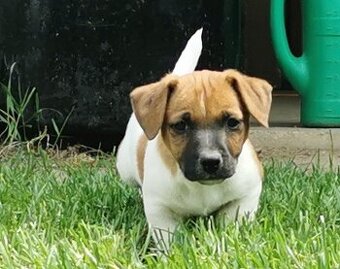 Jack Russel Terier