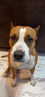 Staford Amstaff