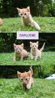 DARUJEME KOCÚRIKY s možnosťou dovozu