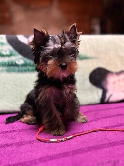 Yorkshire terrier s Preukazom pôvodu FCi